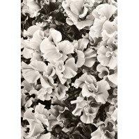 Foto kleurboek Bloemen 