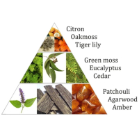 Aromafume Wierookblokjes Forest Dew